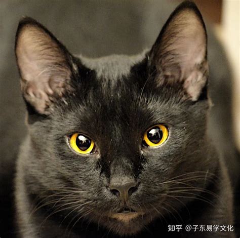 黑猫进家|黑猫进屋是什么征兆？